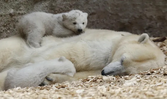 Framed Print : Twin polar bear lie on their mother Giovanna outside in their enclosure at Tierpark Framed Print : Twin polar bear lie on their mother Giovanna outside in their enclosure at Tierpark