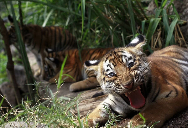 Two- months old Bengal tiger cub Tily reacts in its enclosure at the animal refuge La