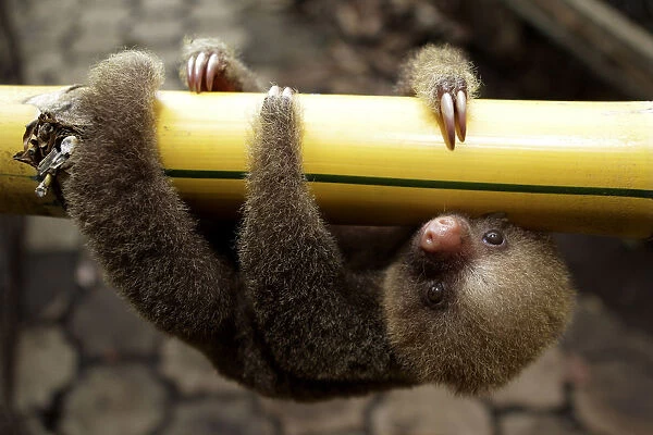 A two-toed sloth is seen at a zoological park in Managua