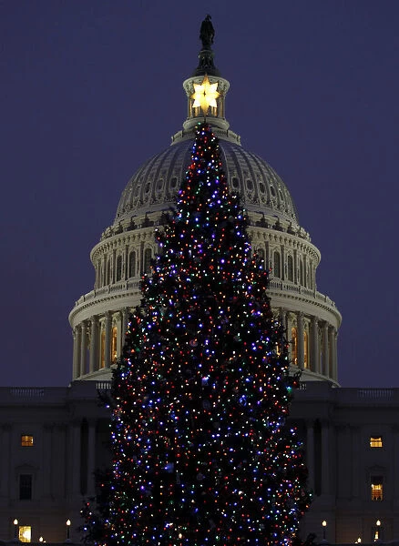 The U. S. Capitol Christmas tree is seen in front of the building in Washington