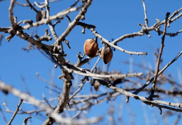 Framed Print : Unharvested almonds hang on a tree infected with the xylella fastidiosa bacteria or Framed Print : Unharvested almonds hang on a tree infected with the xylella fastidiosa bacteria or