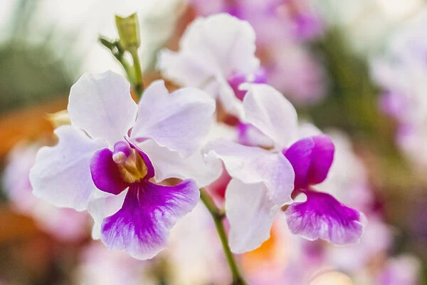 Vanda Miss Joaquim orchids, Singapores national flower