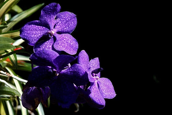 A Vanda orchid is displayed during the annual Orchid Show at the New York Botanical