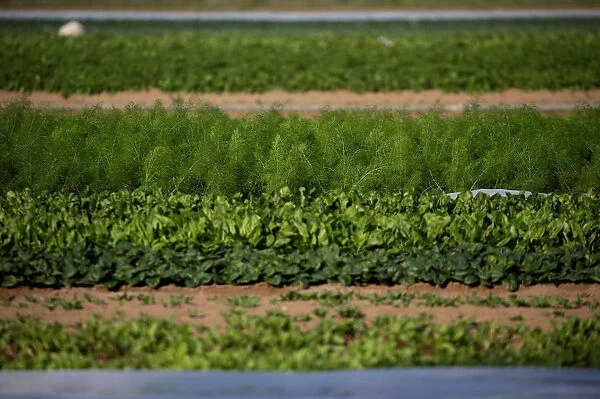 Vegetables are seen in a field in Maccarese