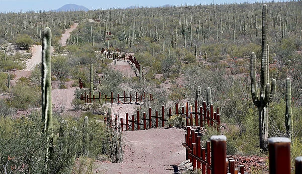 The vehicle barrier on the U. S. - Mexico border weaves around Saguaro cactus in the