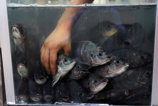 A vendor holds a fish at a market in Amman