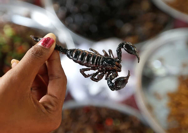 A vendor holds a fried scorpion as she prepares for sale in Kampong Cham