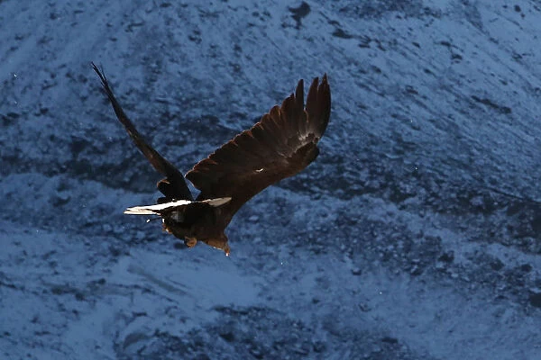 Victor, a nine year old white-tailed eagle equipped with a 360 camera, flies over glaciers
