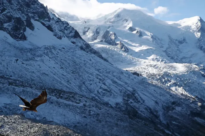 Framed Print : Victor, a nine year old white-tailed eagle equipped with a 360 camera, flies over glaciers Framed Print : Victor, a nine year old white-tailed eagle equipped with a 360 camera, flies over glaciers