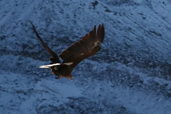 Framed Print : Victor, a nine year old white-tailed eagle equipped with a 360 camera, flies over glaciers Framed Print : Victor, a nine year old white-tailed eagle equipped with a 360 camera, flies over glaciers