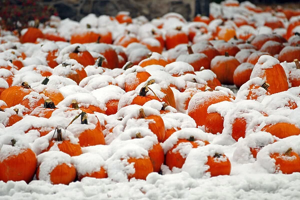 A view of a pumpkin patch covered in snow is seen in Portsmouth, New Hampshire