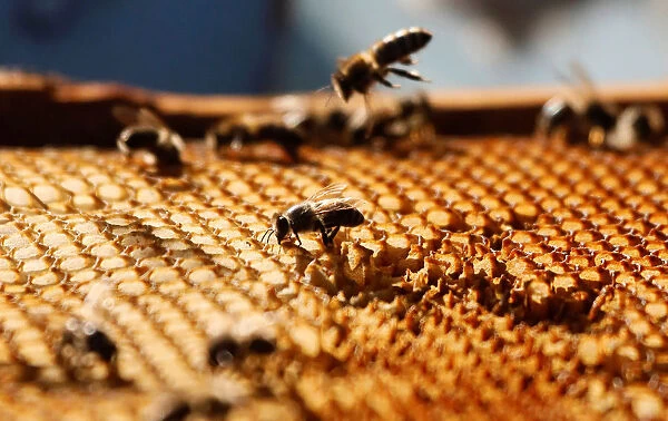 A view shows bees on a honeycomb section at an apiary near Krasnoyarsk