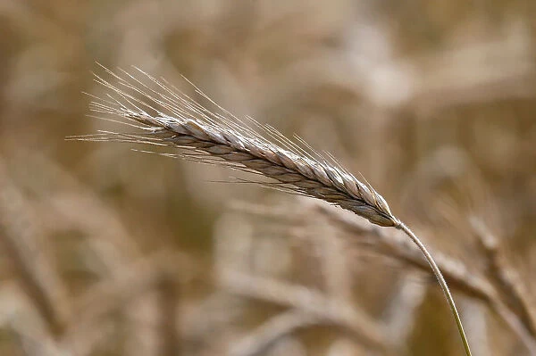 A view shows ears of wheat in a field outside Krasnoyarsk