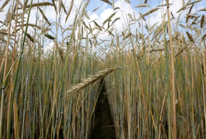 Framed Print : A view shows a field of wheat outside Krasnoyarsk