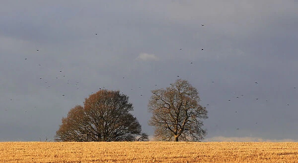 View of trees on Strawberry Hill Farm in the Chilterns in Buckinghamshire