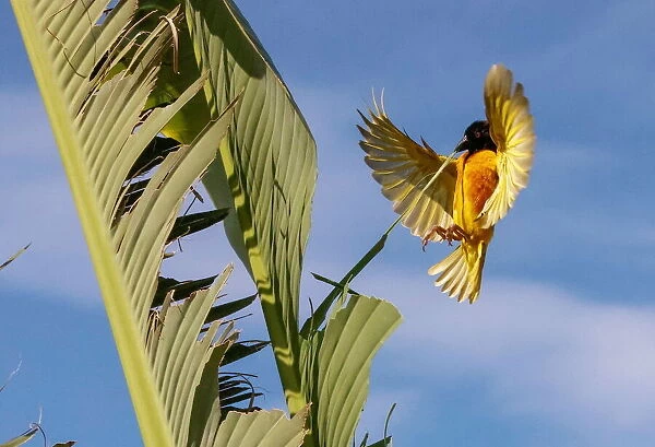 A Village Weaver (Black-headed Weaver) pulls a strip of leaf from a banana tree to build