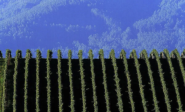VINES COVER THE SIDE OF A HILL IN VICTORIAs YARRA VALLEY