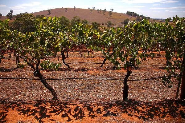Vines can be seen in a paddock at Petersons Winery in the Hunter Valley