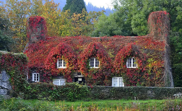 The Virginia Creeper covering a 15th-century cottage housing the Tu Hwnt IOr Bont