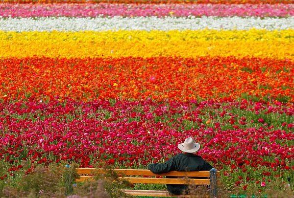 A visitor looks at the Flower Fields at Carlsbad Ranch as he enjoys nearly 50 acres