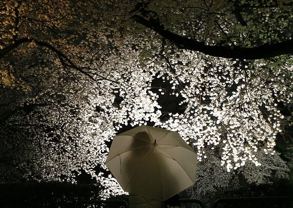 Visitor looks at illuminated cherry blossoms along the Imperial Palace moats in Tokyo