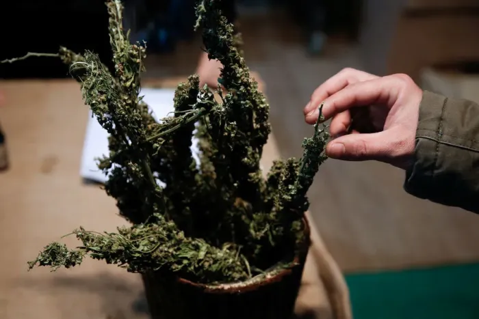 Framed Print : A visitor touches a cannabis bud during the 1st International Cannabis Expo, in Athens Framed Print : A visitor touches a cannabis bud during the 1st International Cannabis Expo, in Athens