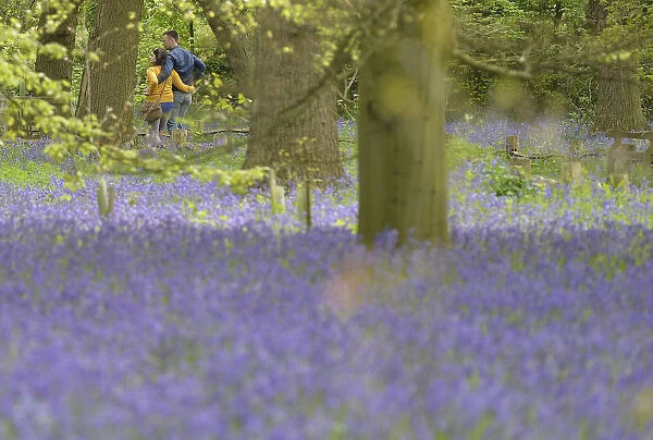 Visitors look at bluebells at Kew Gardens in west London