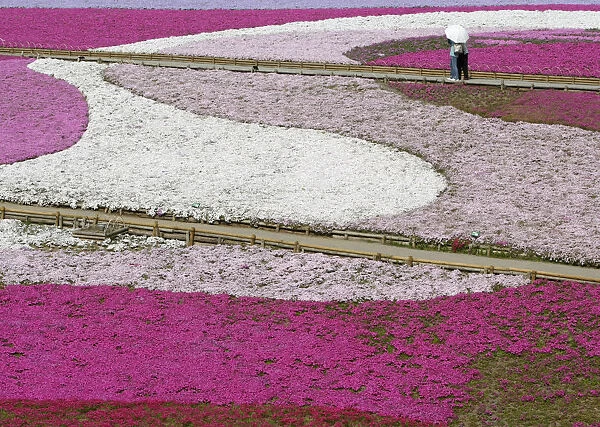 Visitors look at landscaped fields of Shibazakura (Moss Phlox) flowers at Hitsujiyama