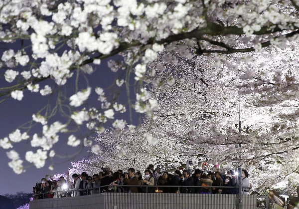 Visitors take pictures of illuminated cherry blossoms in full bloom along the Chidorigafuchi