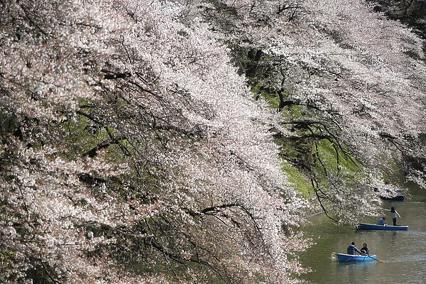 Visitors ride a boat in the Chidorigafuchi moat, as they enjoy fully bloomed cherry blossoms