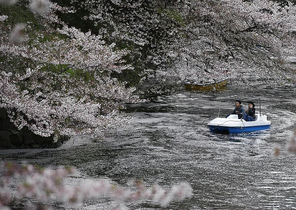 Visitors ride a boat in the Chidorigafuchi moat covered with petals of cherry blossoms