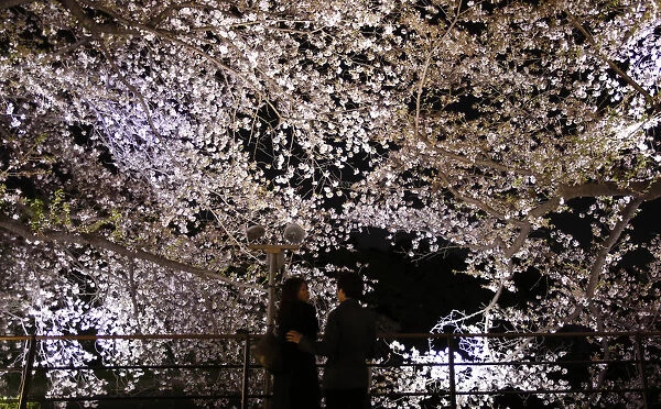 Visitors stand under illuminated cherry blossoms beginning to scatter along the Chidorigafuchi