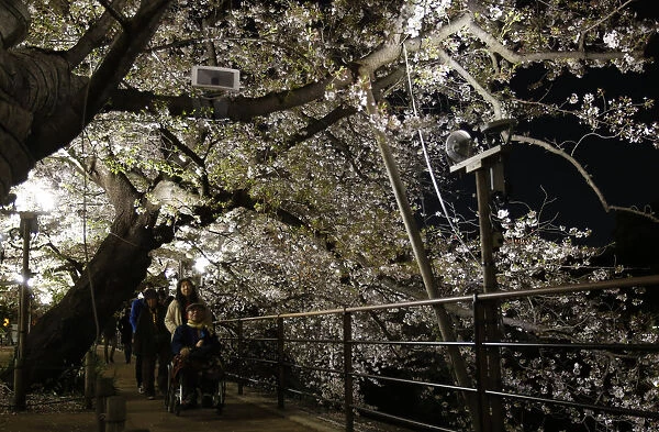 Visitors walk under of illuminated cherry blossoms beginning to scatter along the