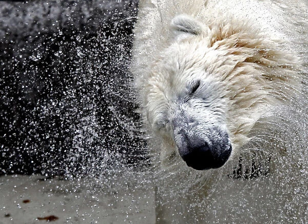 Vitus, an 18-year-old male polar bear, shakes off water inside his enclosure at the