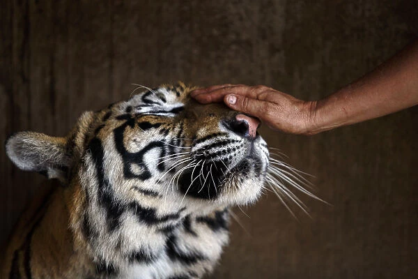 Volunteer pets a tiger inside a cage at the Wat Pa Luang Ta Bua
