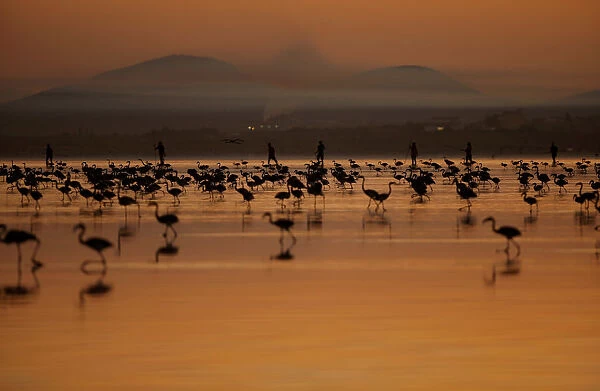 Volunteers wade across the lagoon at dawn to gather flamingo chicks and place them