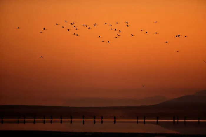 Framed Print : Volunteers wade across the lagoon at dawn to gather flamingo chicks