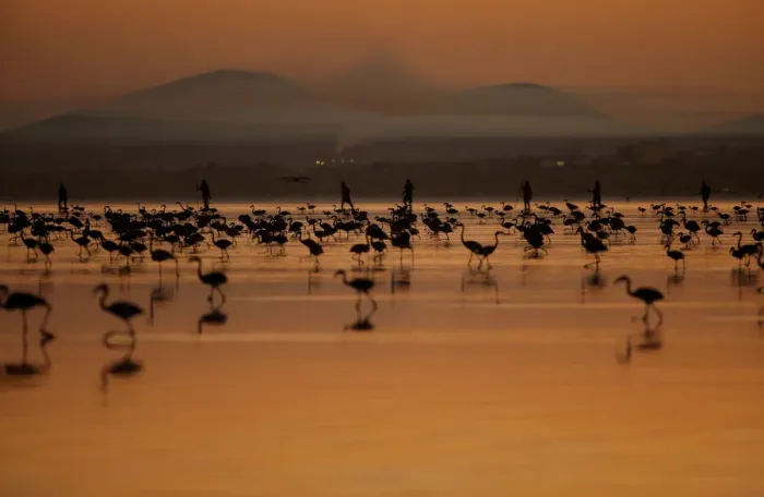 Framed Print : Volunteers wade across the lagoon at dawn to gather flamingo chicks Framed Print : Volunteers wade across the lagoon at dawn to gather flamingo chicks