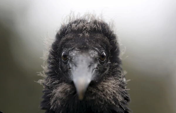 A vulture stands during an exercise for the Vultures Detect programme at Huachipa Zoo