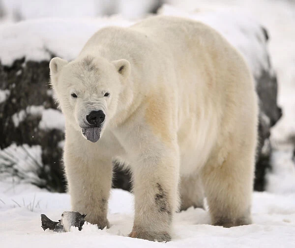 Walker, a 58 stone polar bear, eats a salmon on his third birthday at the Highland