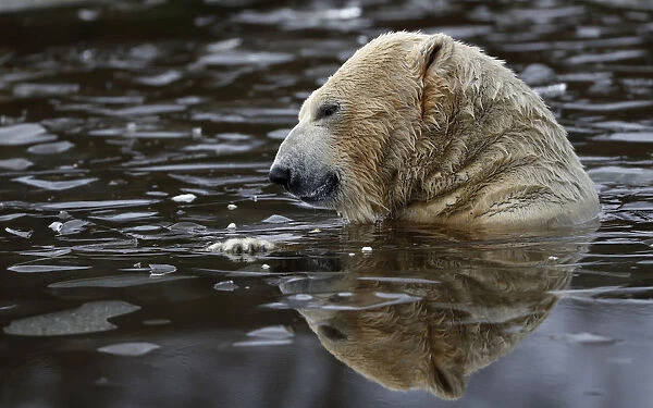 Walker a seven year old polar bear plays in an icy pond at the RZSS Highland Wildlife