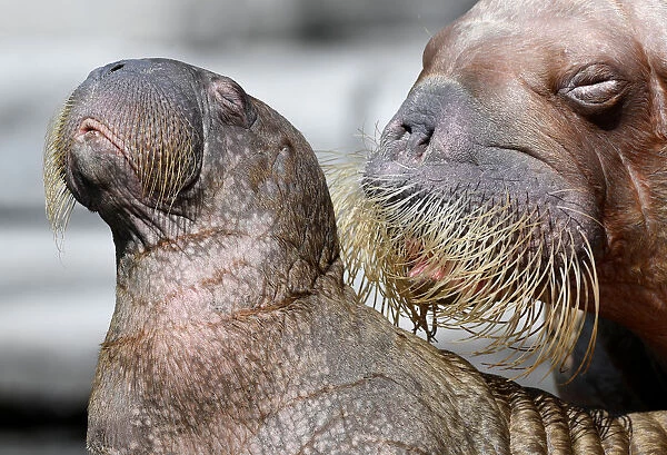 Walrus Dyna and her calf are seen in their compound as they are presented to the public