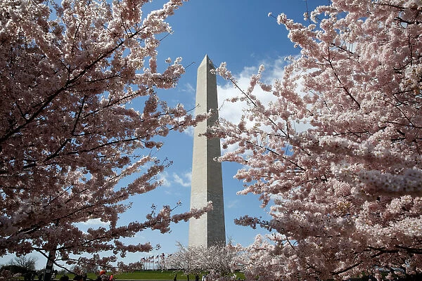 The Washington Monument stands behind blooming cherry trees in Washington