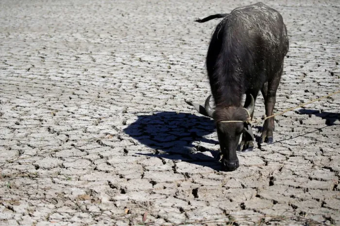 Framed Print : A water buffalo is seen on cracked soil at a dried up rice field in Baliuag town