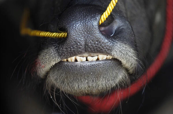 A water buffalo is seen before the start of Chonburis annual buffalo race festival
