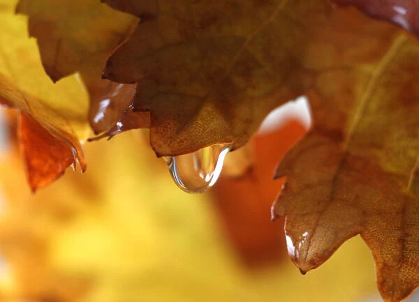 A water droplet slides down a leaf at a public park in Amman