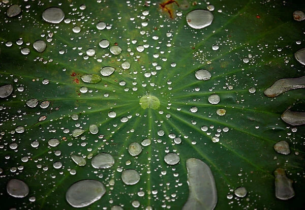Water drops are pictured on the leaf of a lotus after the rain in Lalitpur