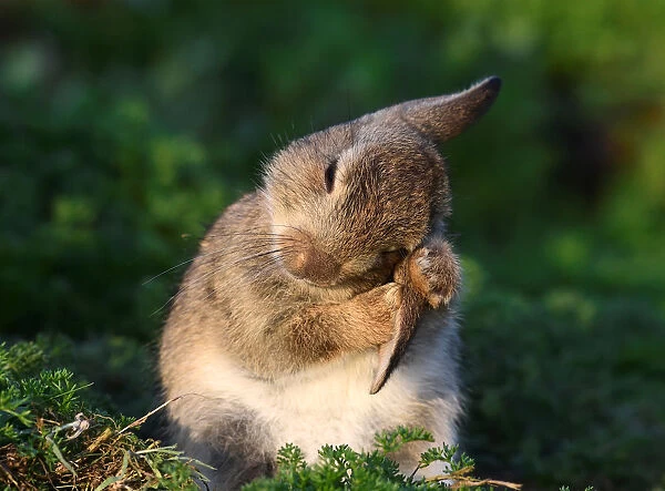 A two week old wild rabbit cleans its ears on the island of Skomer, Pembrokeshire, Wales