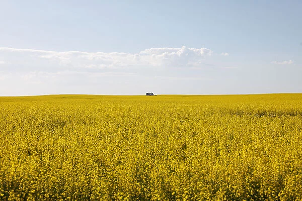 Western Canadian canola fields are seen in full bloom before they will be harvested