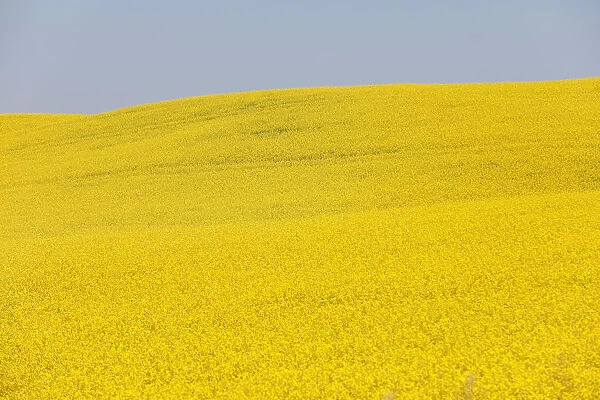 Western Canadian canola fields are seen in full bloom before they will be harvested later